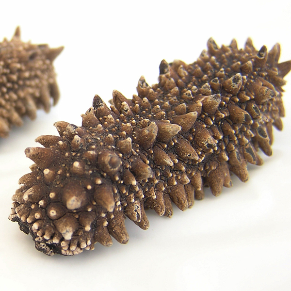 hokkaido_namako600x600